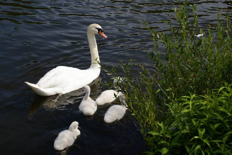 Schwaene auf der Sauer Bild Nr.033
